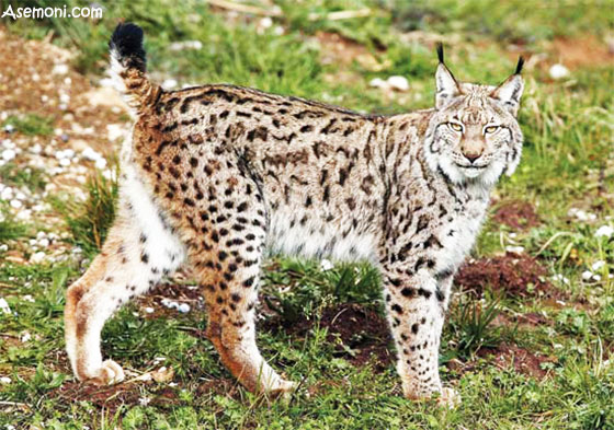 Extinct-and-endangered-animals-in-Iran5