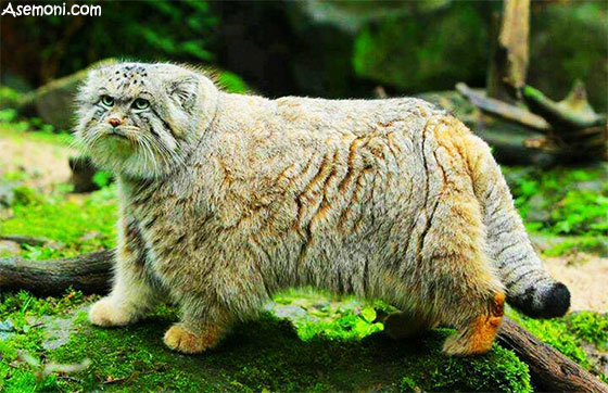 Extinct-and-endangered-animals-in-Iran6