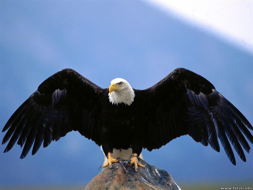 ورود عقاب های مهاجر به زیستگاه های طبیعی شهرستان نایین