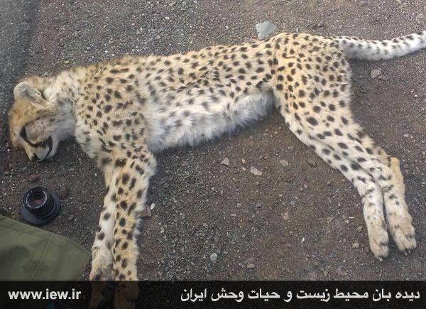 تصاویر توله یوزپلنگ تلف شده در جاده سمنان – مشهد