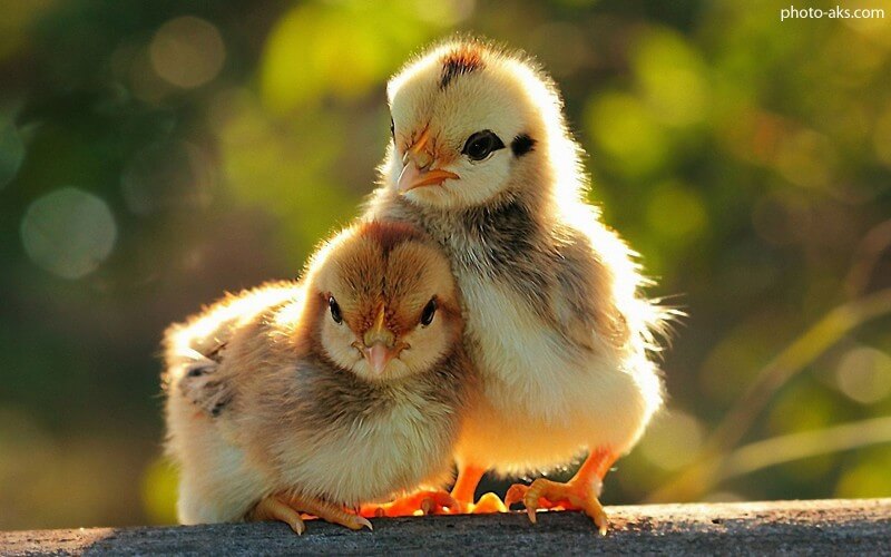 تخم مرغ-خروس-ارگانیک و فشرده-جوجه مرغ
