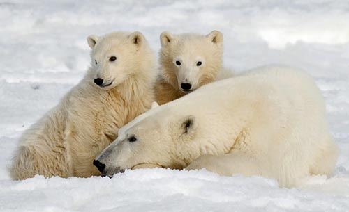 تغییر شرایط اقلیمی عامل مرگ خرس های قطبی