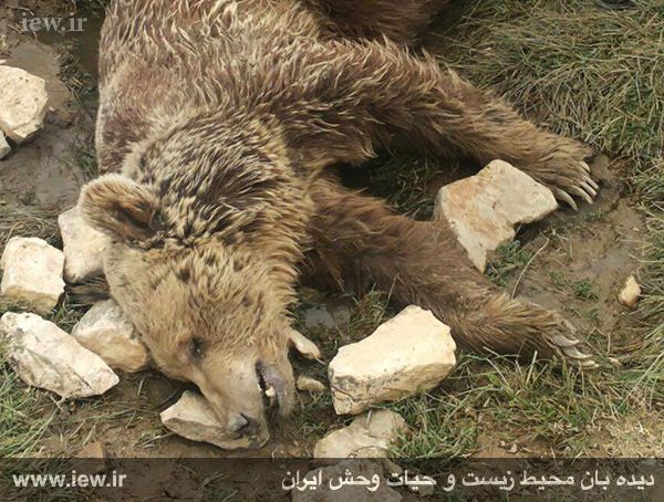 کشتن یک خرس به طرز فجیع در کرمانشاه
