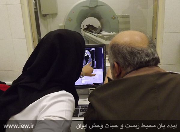 مرگ تلخ و ناباورانه پلنگ شیراز / گزارش تصویری