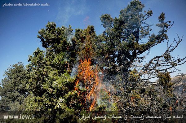 شکارچیان متخلف عامل آتش سوزی در ۱۰۰ هکتار از اراضی پارک ملی گلستان