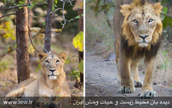 یک جفت شیر ایرانی پس از گذشت سال ها از آخرین حضور، وارد ایران می شود