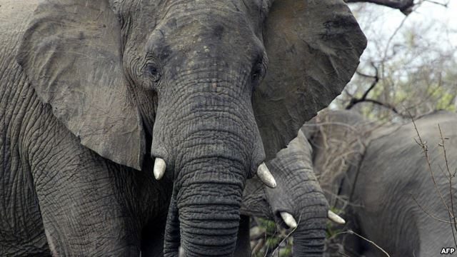 راز مقاومت فیل‌‌ها در برابر سرطان