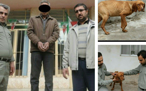 بازداشت عامل آزار یک سگ در گلستان