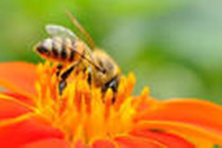 آفت کش ها بلای جان زنبورهای عسل