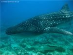 ۲۰۱۶۰۷۱۲۱۳۰۲۲۲gb-whale-shark-maldives_christian-jensen-cc-by-2-0_credit
